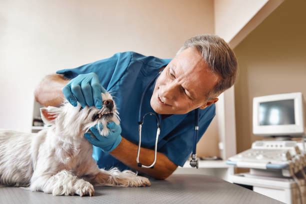 Best Emergency Denture Repair in Rmichael, CA